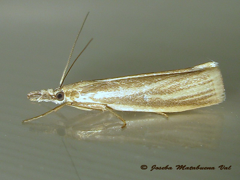Crambus perlella - Crambidae